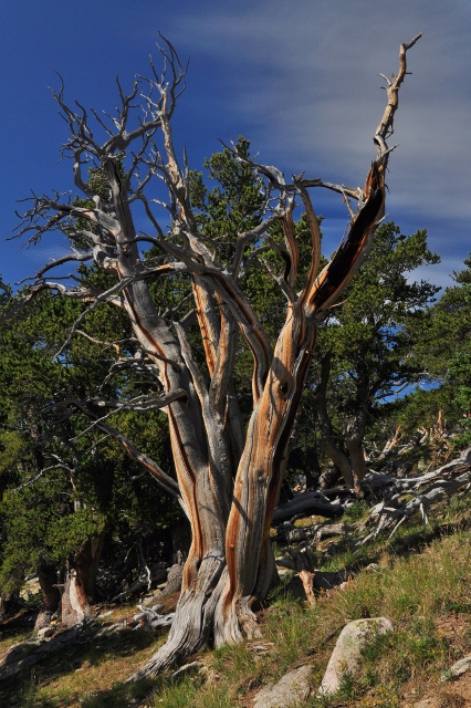 a bristlecone pine